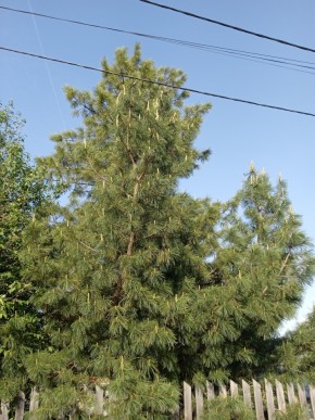 ул. Полынная,29 в Дубне - dubna.yutvil.ru - фото 18 ул. Полынная,29 в Дубне - dubna.yutvil.ru - фото 18